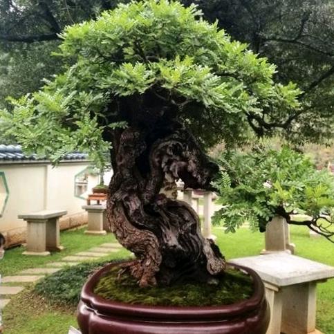 艺枝花-（鬼总）