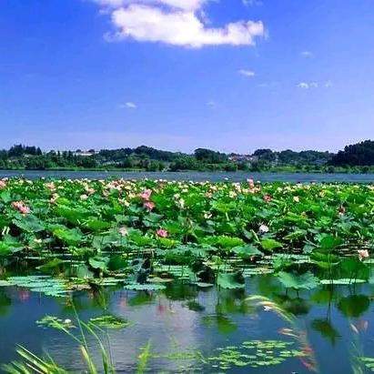 湖北小龙虾批发