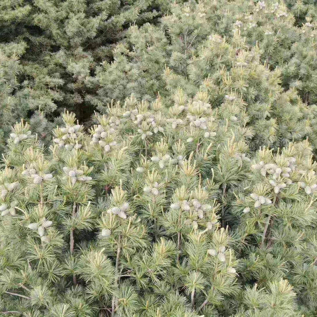 养林打塔老赵