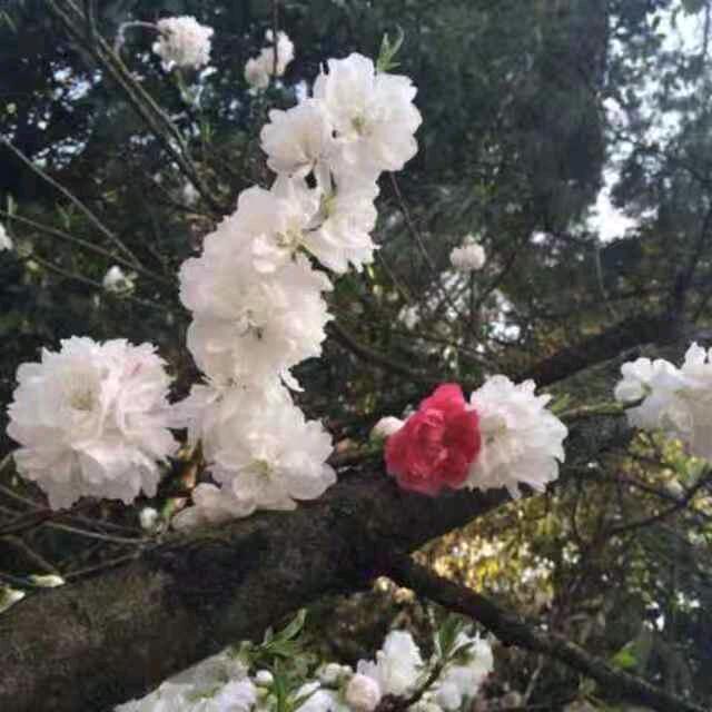 红艳艳