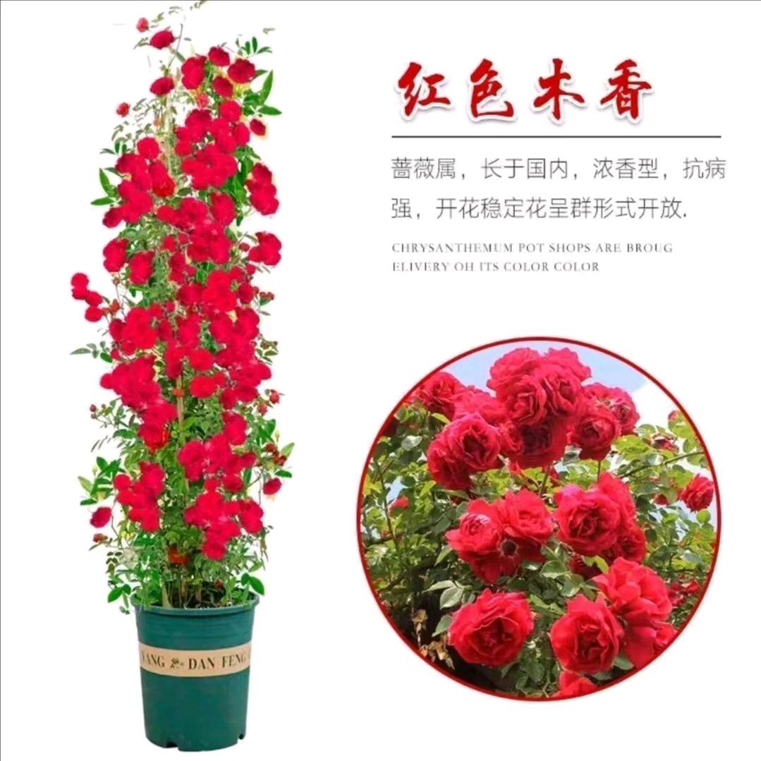 晨东蔬菜苗基地