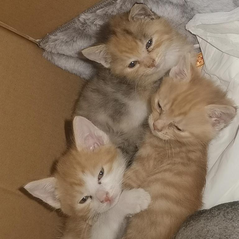 李贞家巧克力不能吃