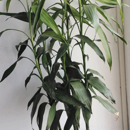 木生火