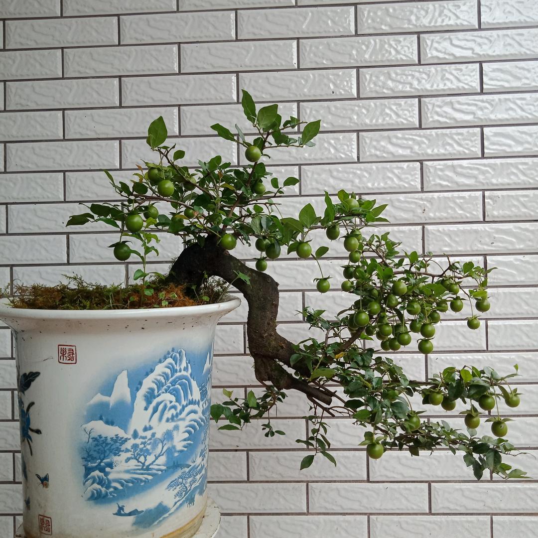 傻人有傻福