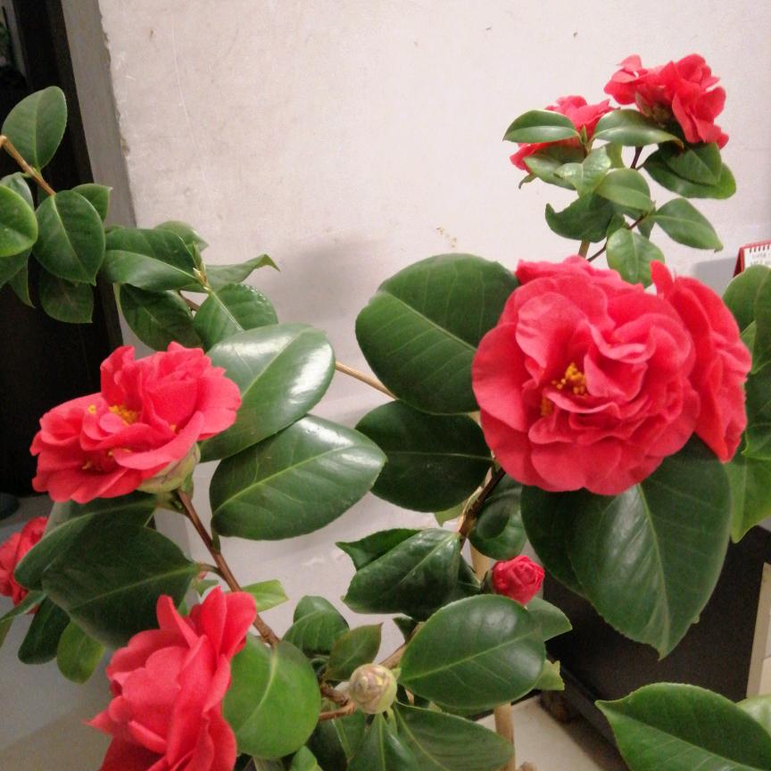 岁月静好