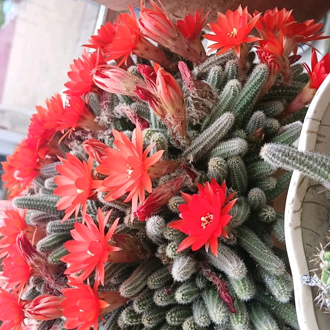 枫无痕