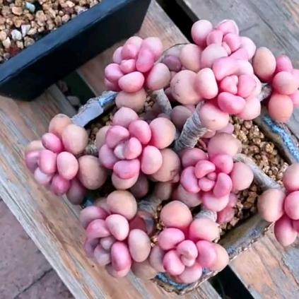 🌿毅的花园🌷