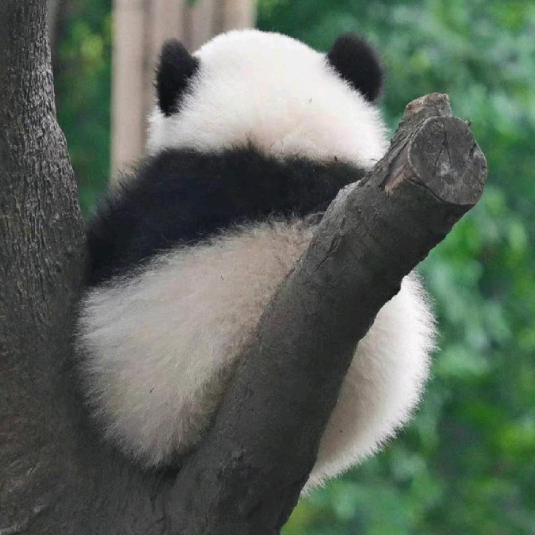 灰什么呢