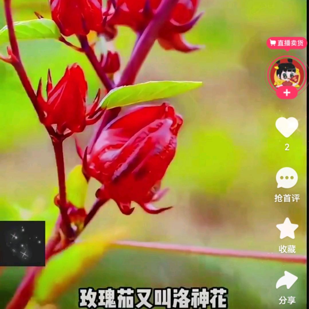 真爱永恒