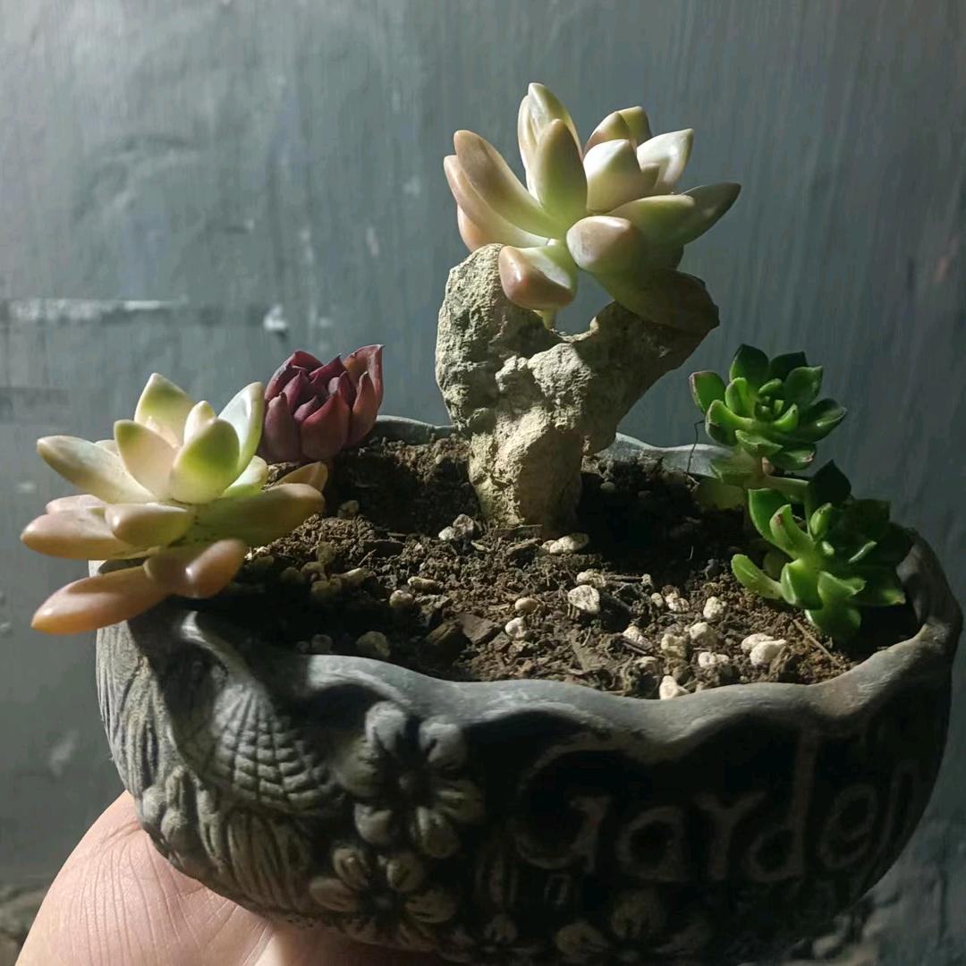 小鲸鱼🐳🐳🐳🐳🐳