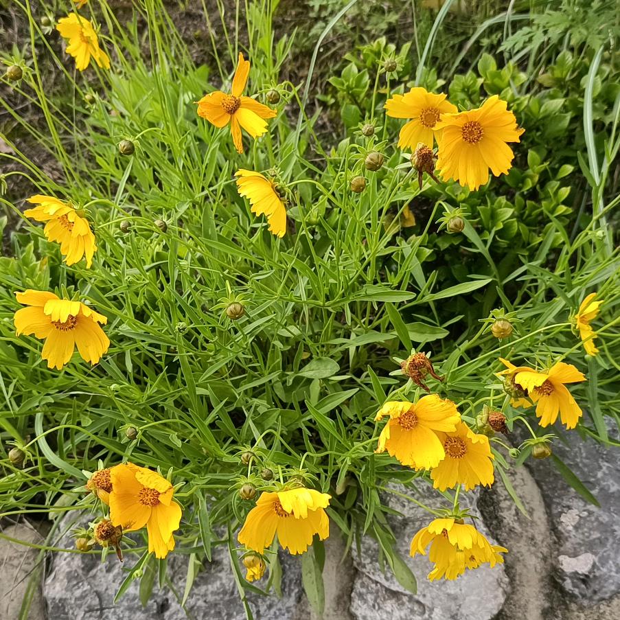 烟花落