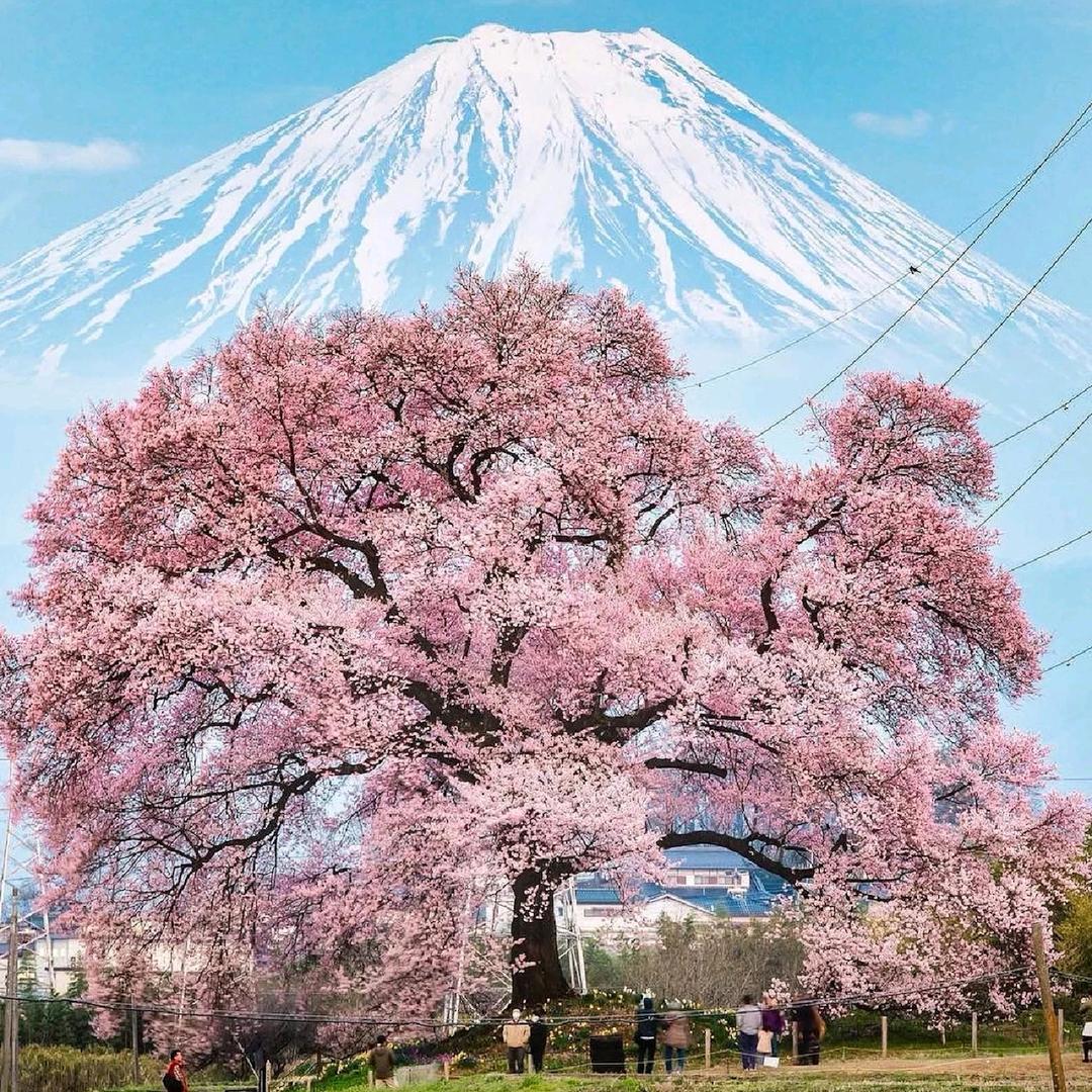 一朵茉莉花🍜⁵⁸⁸