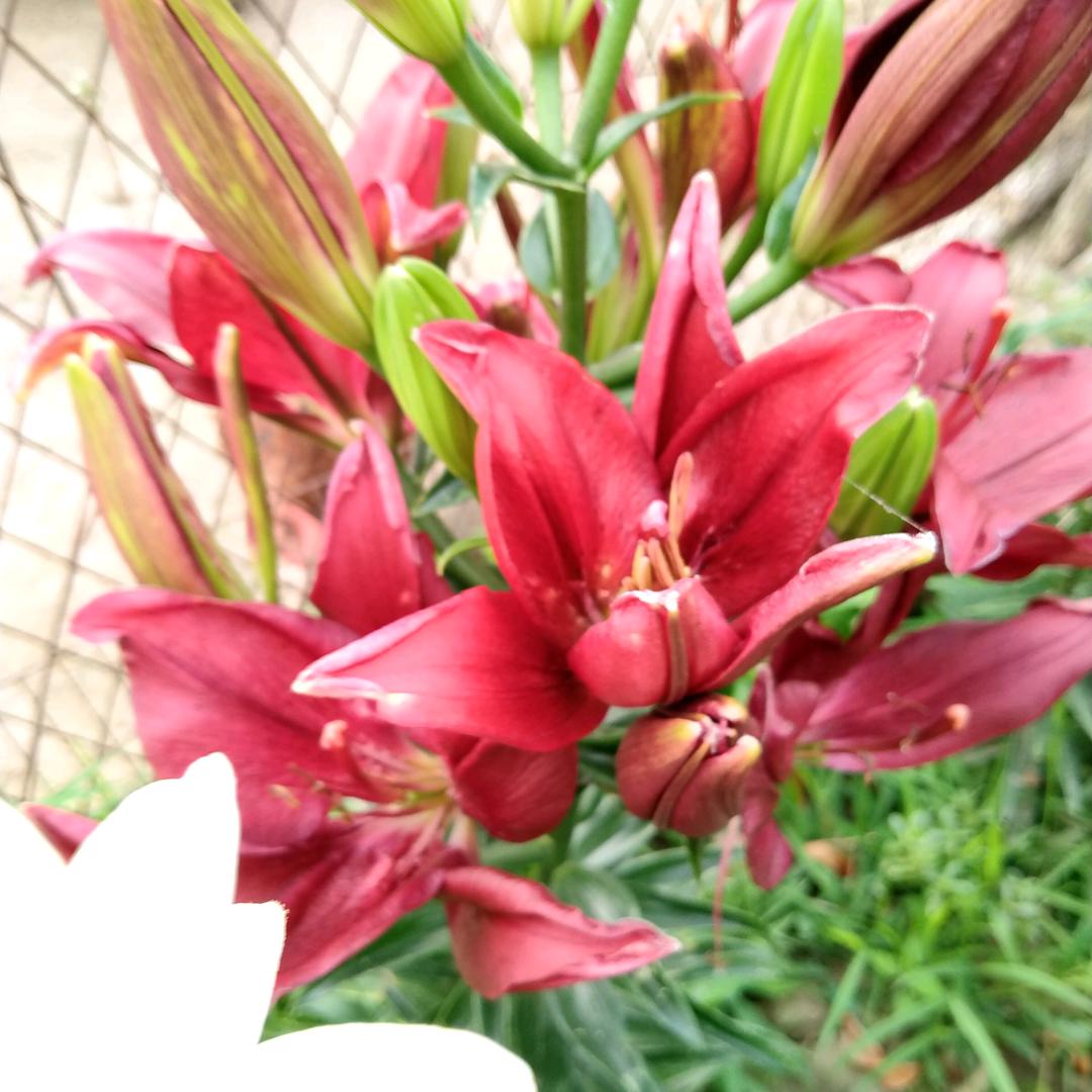 M花花