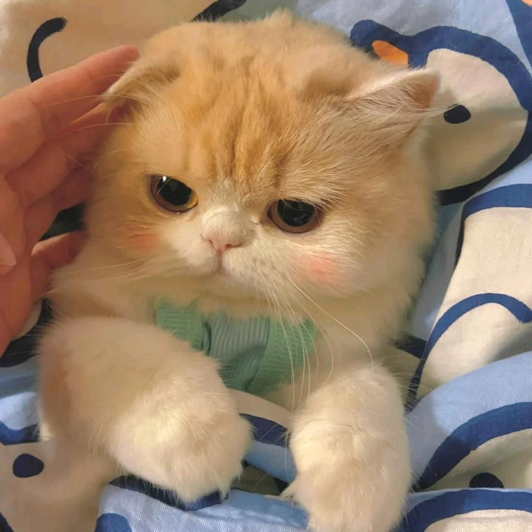 停停停
