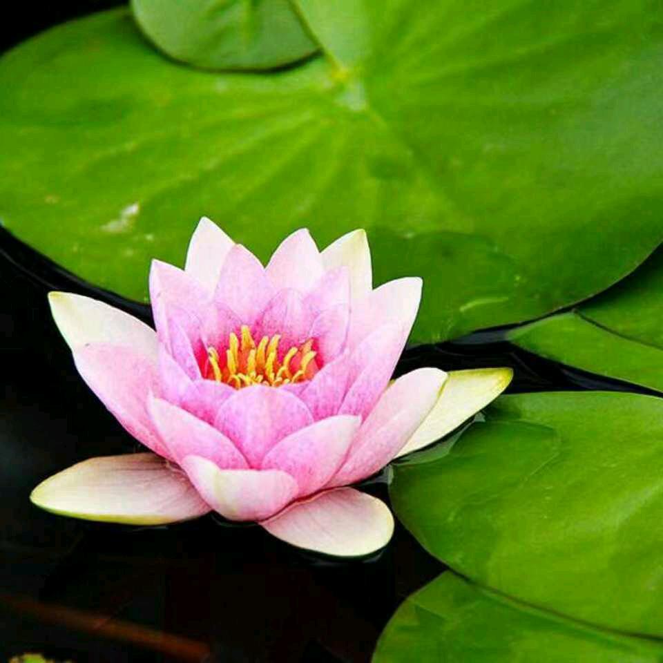 只要美不死就往死里美