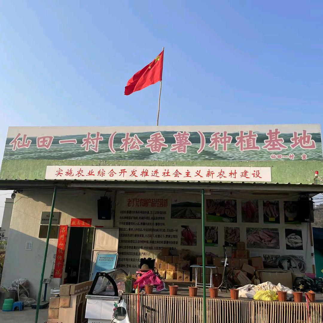 仙田老丁兄（松番薯）种植基地