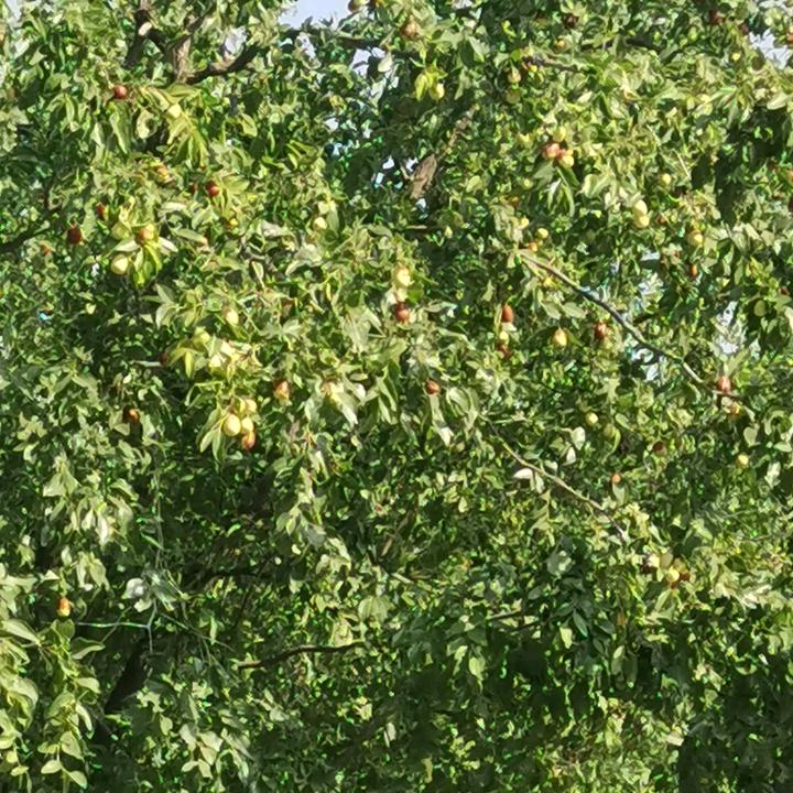 高价回收各种电子垃圾！