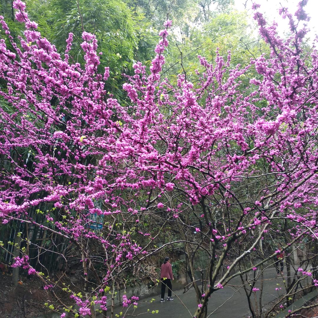 大江南北