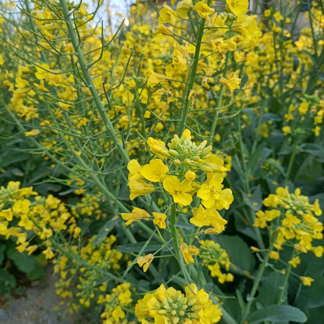 ᭄᭄🕊时光٭ꦿ再💔走໊ᩚꦿ