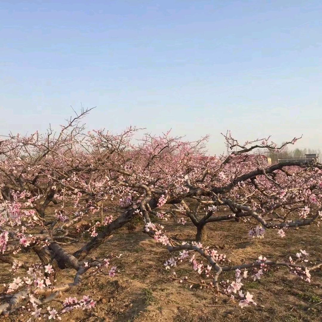 潞丰
