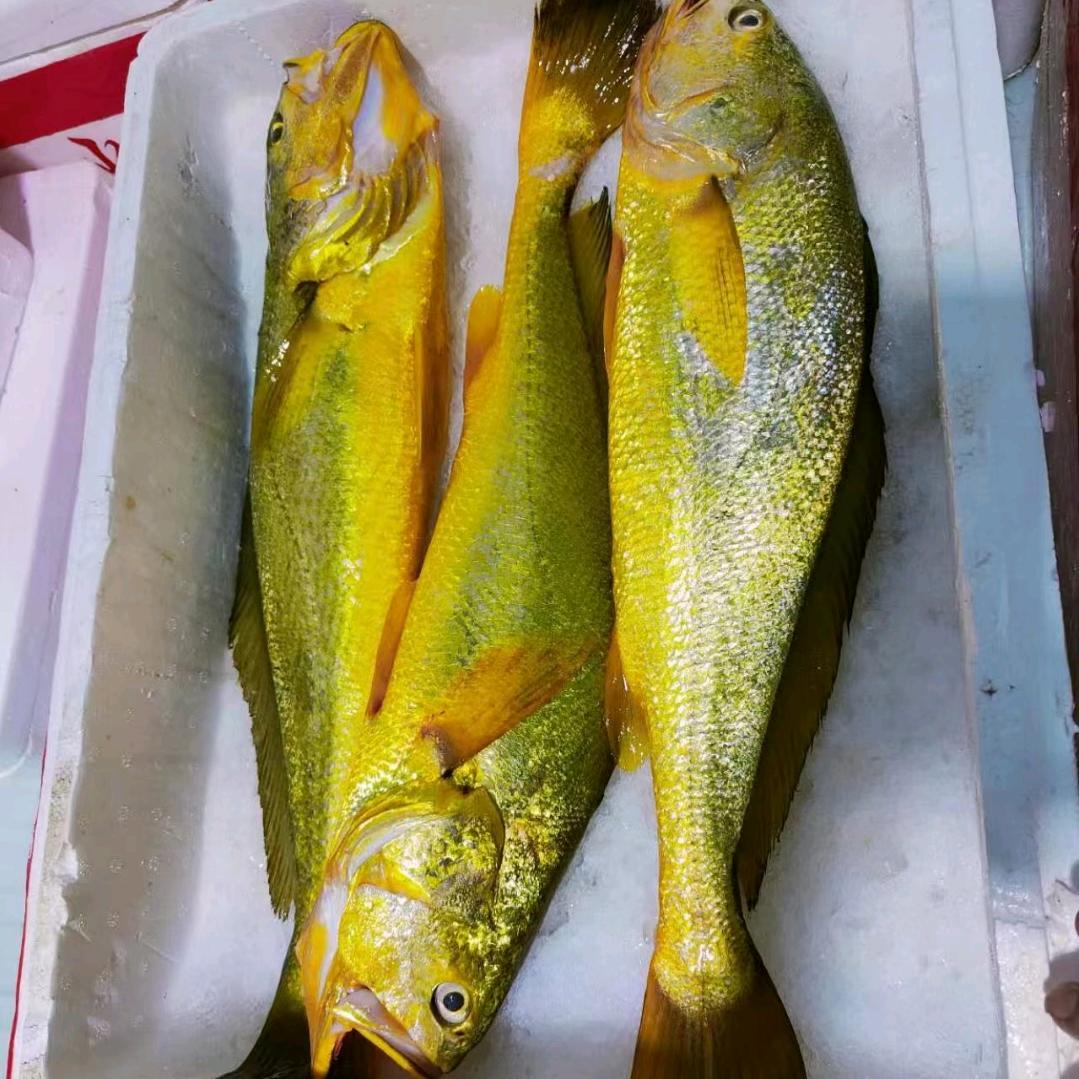 平潭天然海鲜