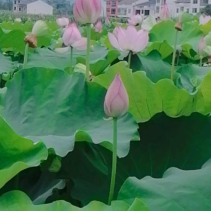 晨