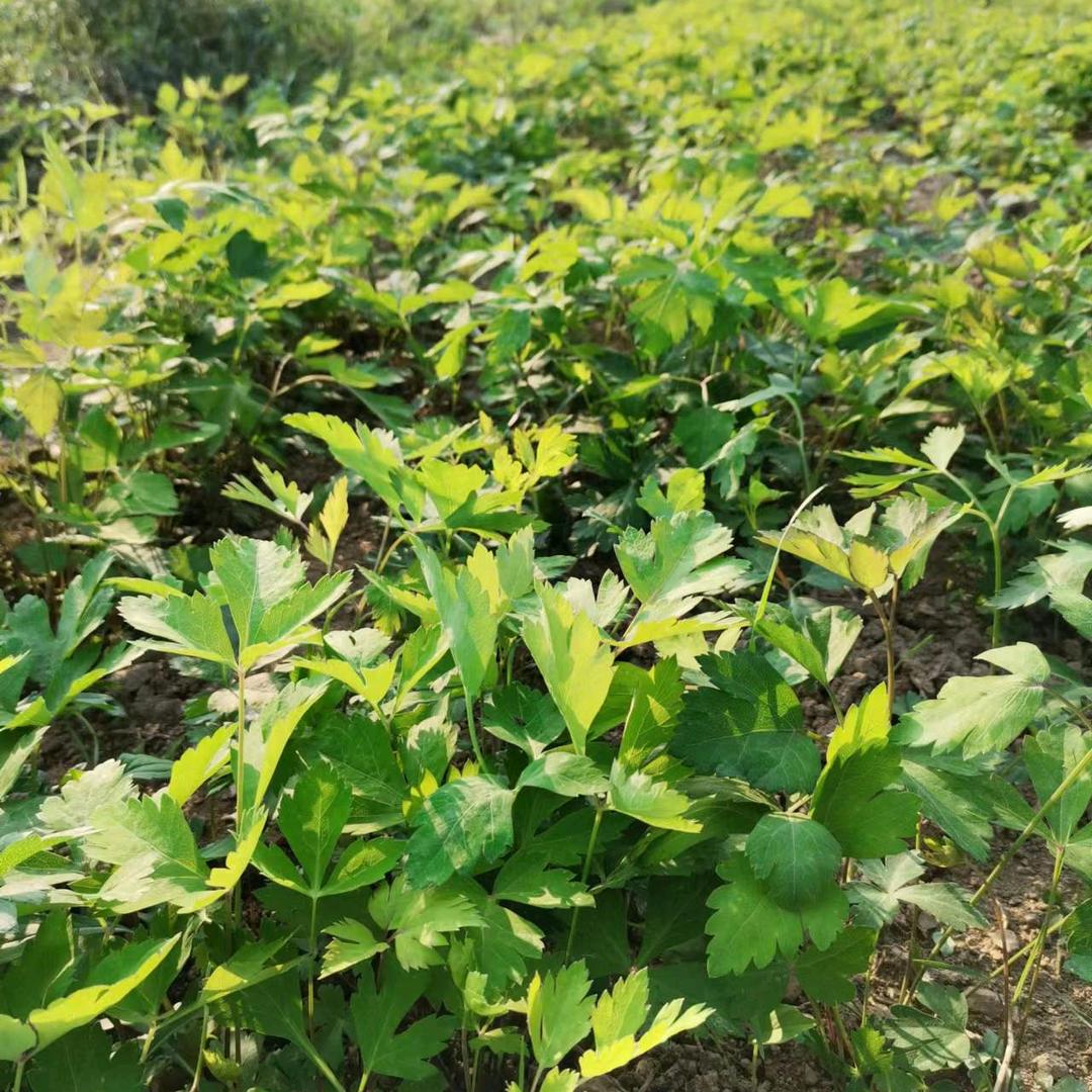 白花前胡种植基地