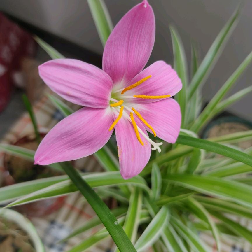 🌷🌷卌卝🌺🌺