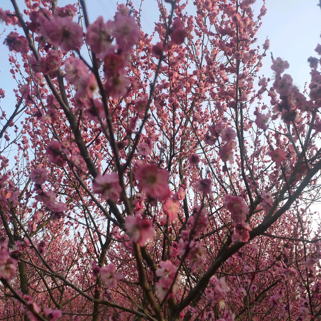 🦋꧔ꦿ᭄💞董房花烛伍林萌主🕊꧔ꦿ᭄