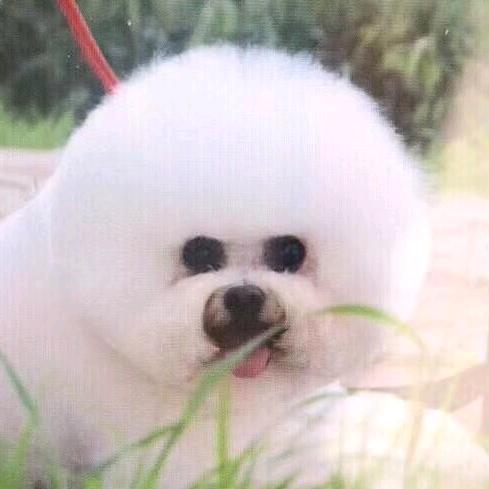 CC家的比熊