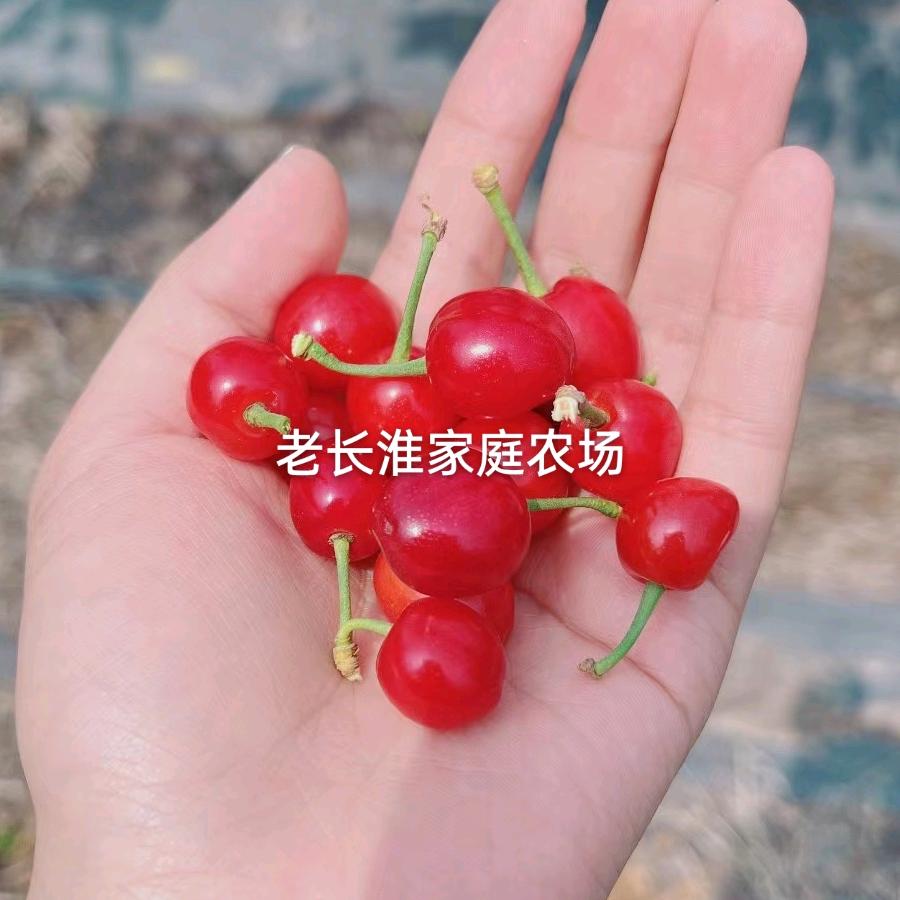 无公害油蟠桃、阳光玫瑰葡萄、果冻橙