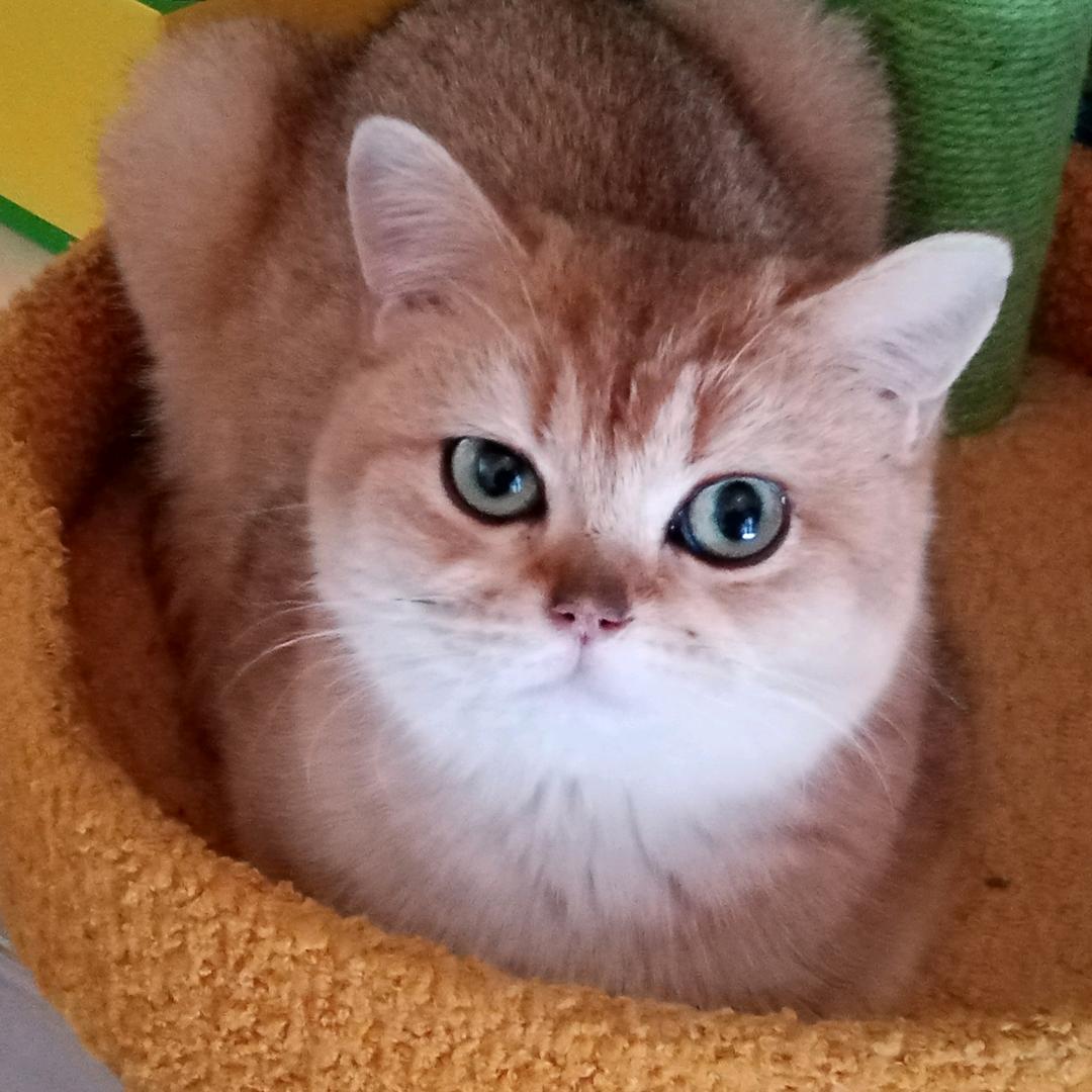 猫眼看世界