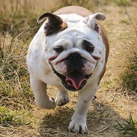 我的狗🐕叫哈瑞