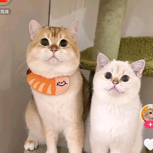 小 宝 贝