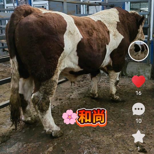 同德西门达尔养殖徐大哥