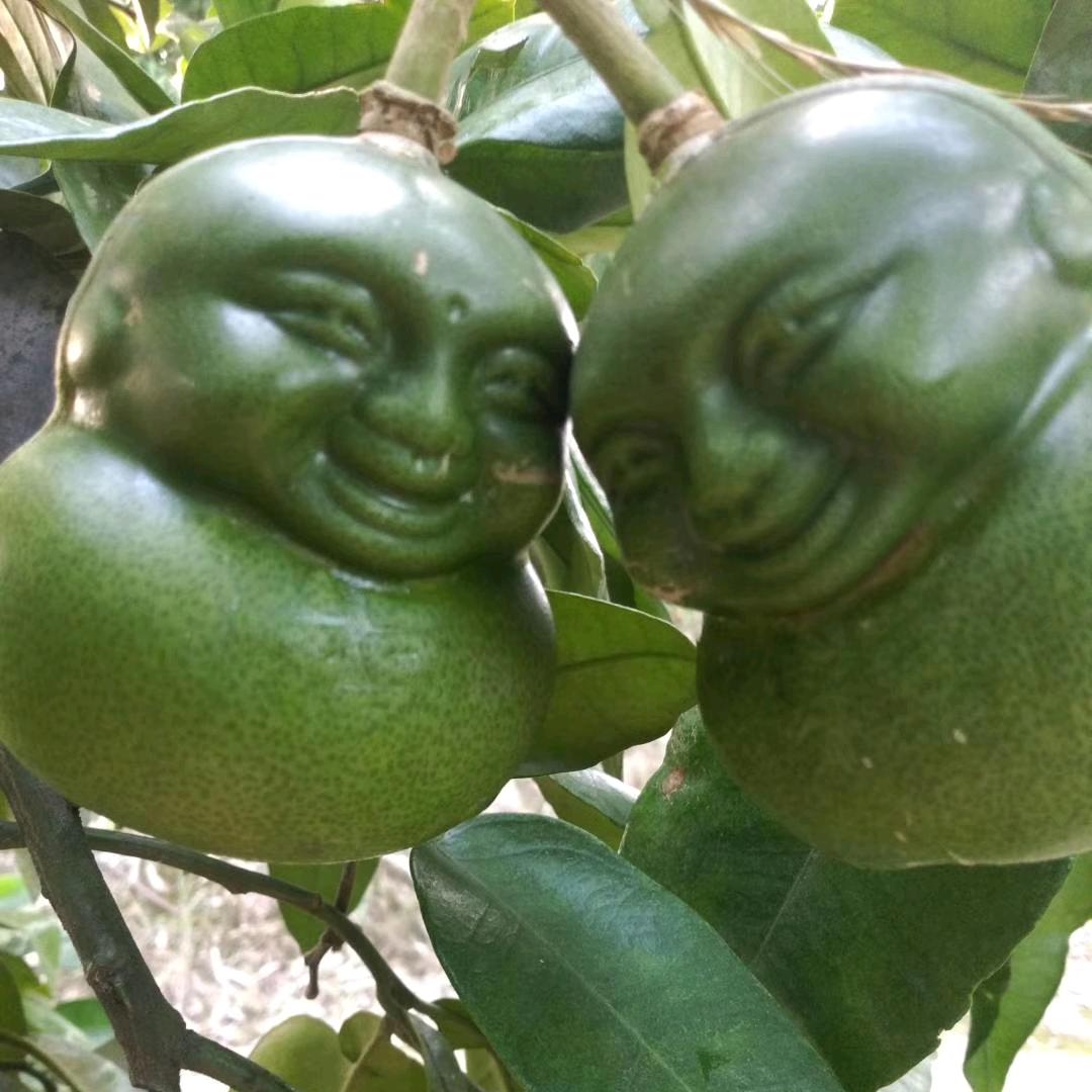 风雨不动安如山