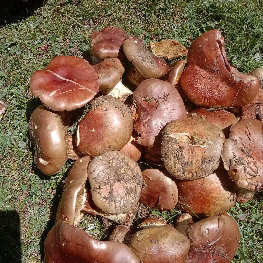 贺兰山紫蘑菇mph3629593110