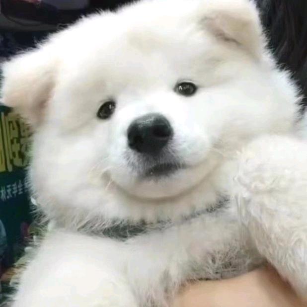 跳跳小豆虎