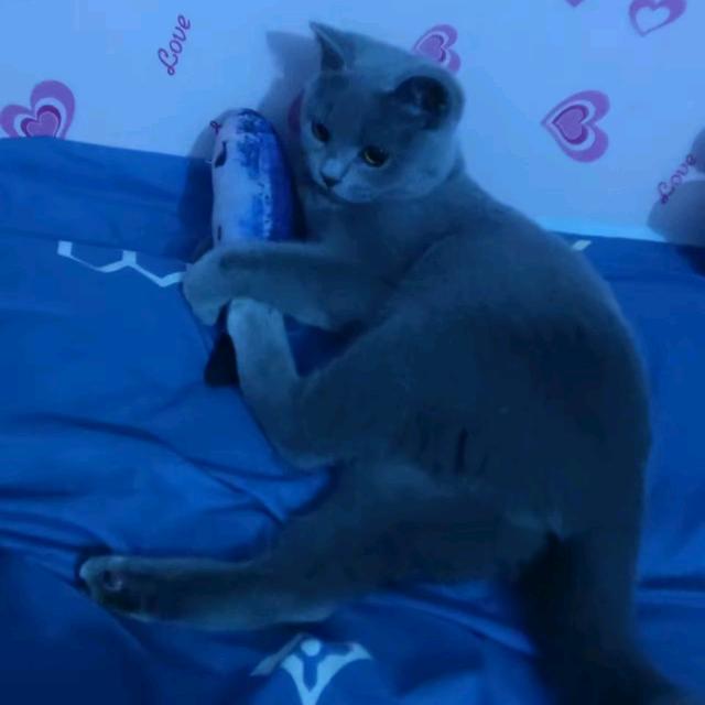 没有牙的小兔纸