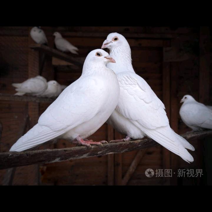 死心塌地爱你，