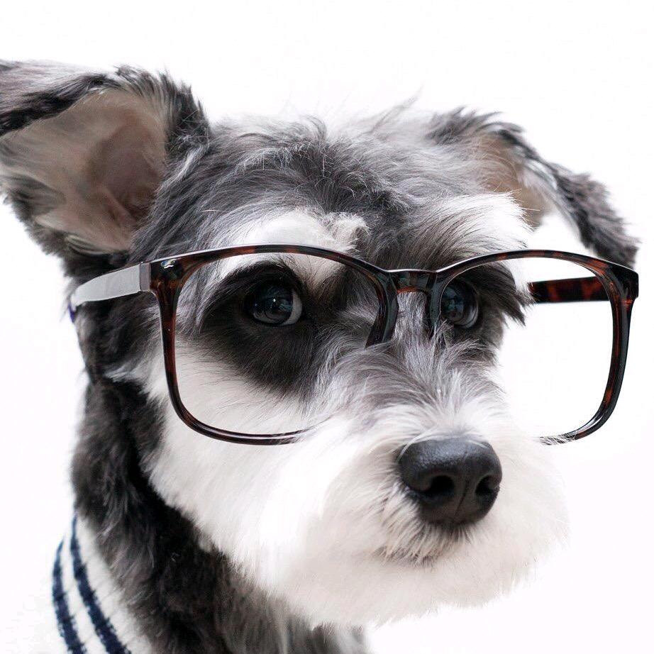 三岁训犬