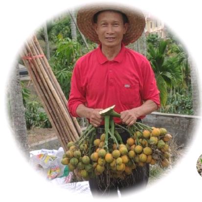 三亚林凭锦槟榔苗育苗基地