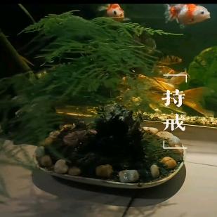 夜暗无眠北辰有光