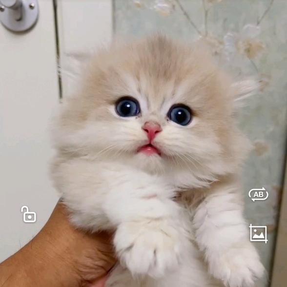 飞流宠物猫咪销售店