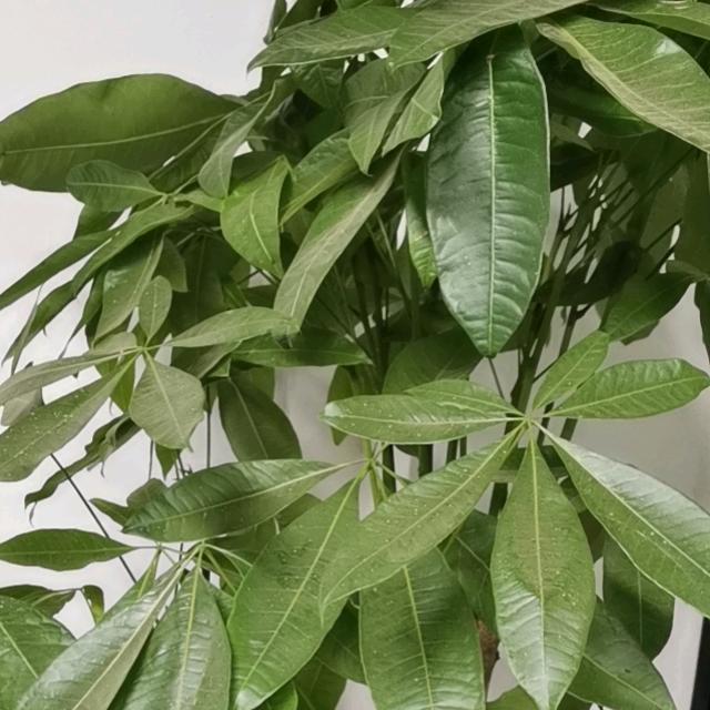 吾小淳（市北百合花园店）