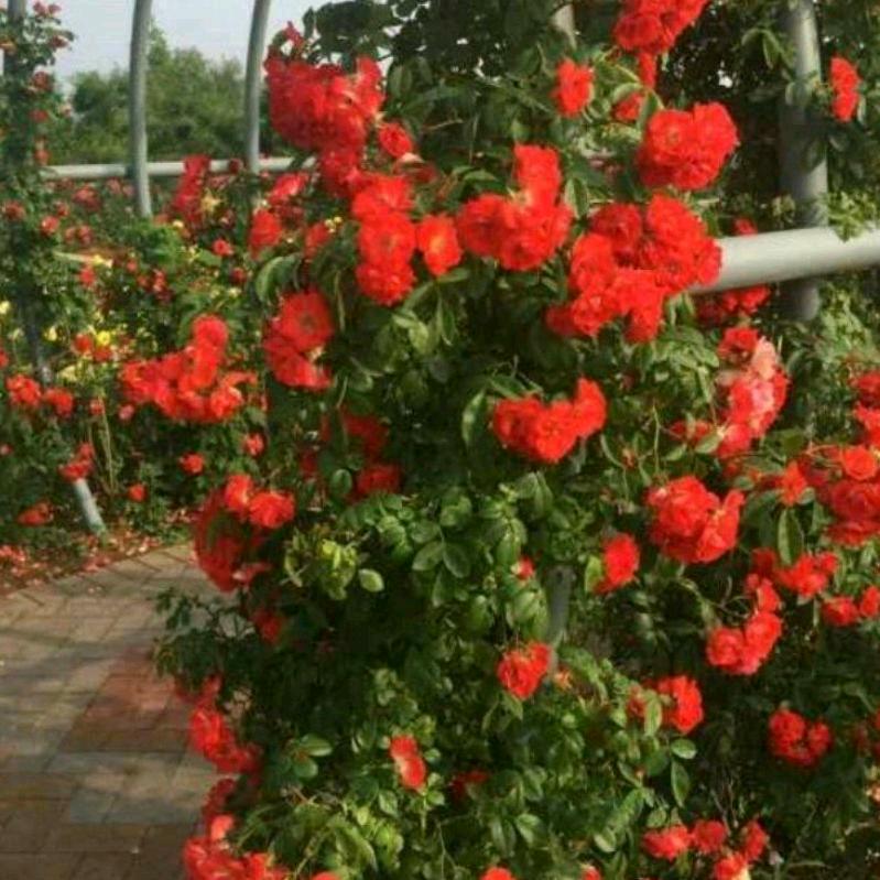 双羽整装～芳