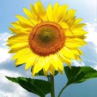 杨li恒