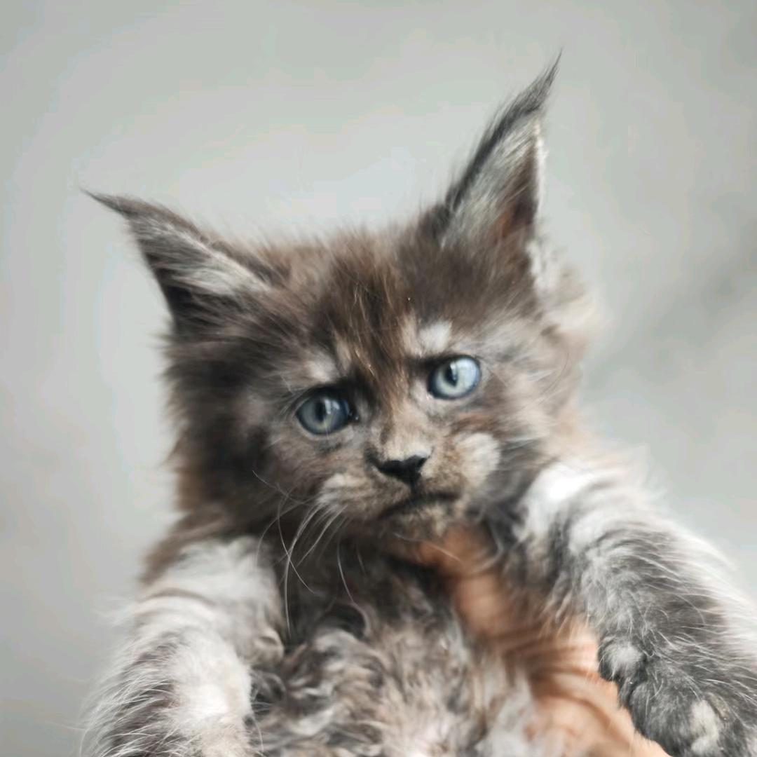 缅因猫的铲屎官