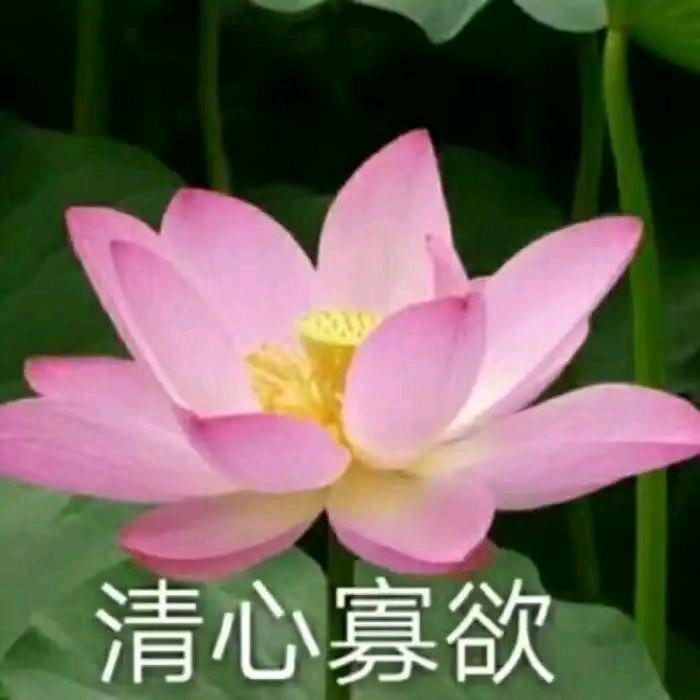 猪猪今天想睡觉