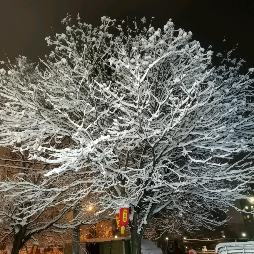 sds龙哥《机动车车年审》